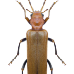 Nacerdes melanura