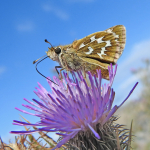 Hesperia comma