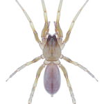 Dysdera sp.