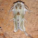 Teinoptera olivina