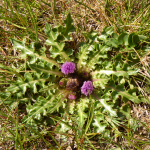 Cirsium rhizocephalum