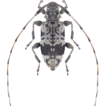 Leiopus femoratus