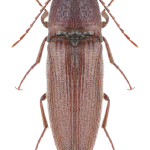 Melanotus fusciceps