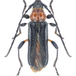 Lampropterus femoratus