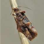 Lobesia botrana