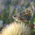 Pyrgus sidae