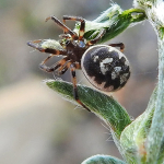 Steatoda albomaculata