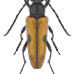 Vadonia unipunctata