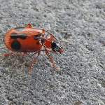 Lebia trimaculata