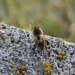 Nitidula flavomaculata