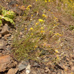 Crepis sonchifolia