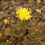 Crepis sonchifolia