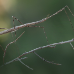 Sceptrophasma bituberculatum