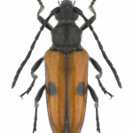 Vadonia unipunctata