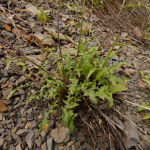 Crepis sonchifolia