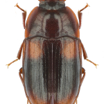 Diaclina testudinea