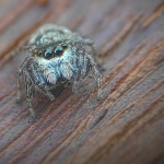 Bianor albobimaculatus