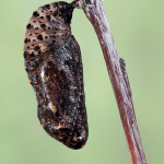 Melitaea cinxia