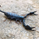 Euscorpius italicus