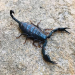 Euscorpius italicus