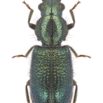 Necrobia violacea