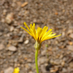 Crepis sonchifolia