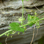 Hablitzia tamnoides