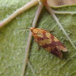 Clepsis pallidana