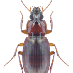 Calathus melanocephalus