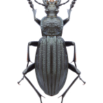 Carabus septemcarinatus