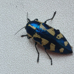 Buprestis salomonii