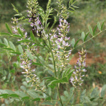 Glycyrrhiza glabra