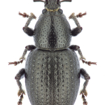 Psallidium maxillosum