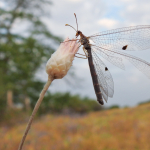 Megistopus flavicornis