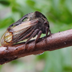 Centrotus cornutus