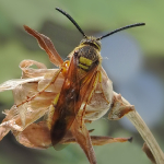 Scolia garrula