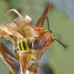 Scolia garrula