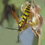 Scolia garrula