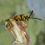 Scolia garrula