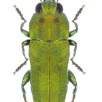 Cratomerus hungaricus