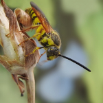 Scolia garrula