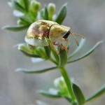 Cassida subreticulata