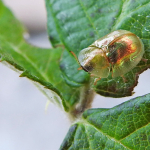 Cassida subreticulata