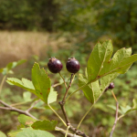 Crataegus pentagyna