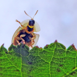 Cassida subreticulata