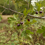 Crataegus pentagyna