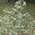 Echium biebersteinii