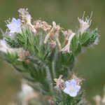 Echium biebersteinii