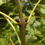 Fraxinus excelsior