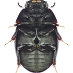 Coelostoma orbiculare